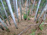 丹後 岩滝城の写真