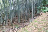 丹後 和田野城の写真