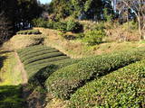 遠江 本庄山砦の写真
