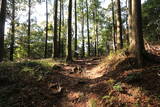 遠江 犬居城の写真