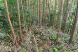 遠江 勝坂城の写真