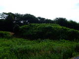 遠江 久野城の写真