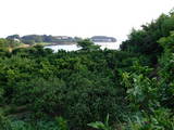 遠江 野地城の写真