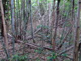 遠江 岡崎城の写真