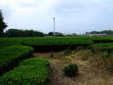 遠江 岡崎城の写真