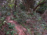 遠江 宇津山城の写真