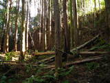 土佐 安楽寺山城の写真