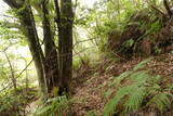 土佐 青木城の写真