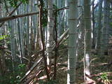 土佐 八幡宮西ノ城の写真