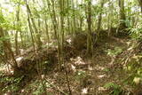 土佐 市野々城の写真