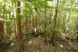 土佐 市野々城の写真