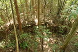 土佐 市野々城の写真