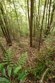 土佐 市野々城の写真
