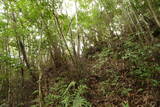 土佐 市野々城の写真