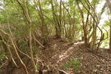 土佐 岩合城の写真