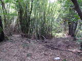 土佐 秦泉寺城の写真