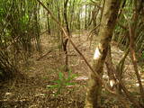 土佐 加久見城(上城)の写真