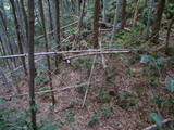 土佐 亀岩城の写真
