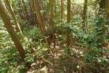 土佐 烏ヶ森城(土佐山田町)の写真