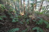 土佐 烏ヶ森城(北川村)の写真