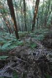 土佐 烏ヶ森城(北川村)の写真