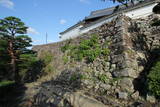 土佐 高知城の写真