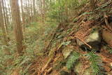 土佐 古渓山城の写真