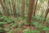 土佐 清水城の写真