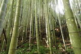 土佐 斗賀野城の写真