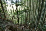 土佐 斗賀野城の写真