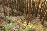 土佐 内田城の写真