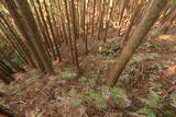 土佐 内田城の写真