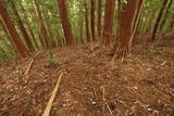 土佐 八幡城の写真