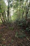 土佐 山路城の写真