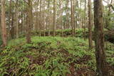 土佐 山川土居城の写真