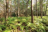 土佐 山川土居城の写真