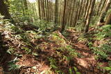 土佐 山川土居城の写真