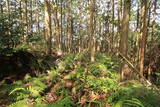 土佐 山川土居城の写真