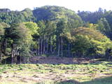 若狭 国吉城居館の写真