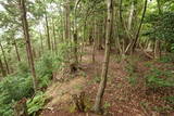 若狭 白石山城の写真