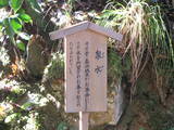 若狭 白石山城の写真