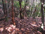 若狭 白石山城の写真