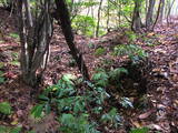 若狭 白石山城の写真