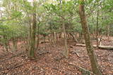 山城 北白川城1の写真