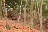 山城 如意岳城の写真