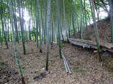 山城 山科本願寺南殿の写真