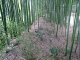 山城 山科本願寺南殿の写真