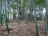 山城 山科本願寺南殿の写真