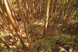 大和 赤埴上城の写真