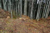 大和 宇陀松山城の写真